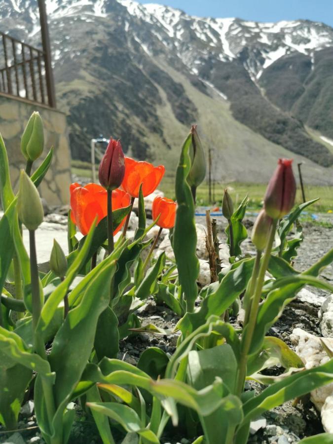 Guest House Diamond Kazbegi Extérieur photo